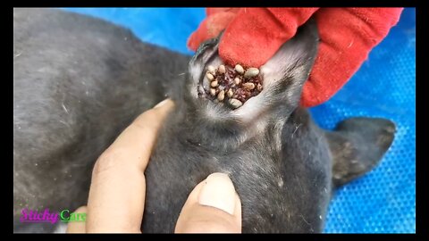 Removing All Ticks From Dog - Dog Ticks Removal Clip