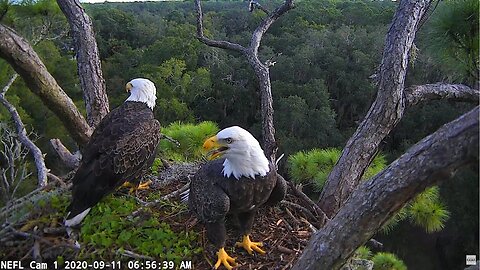 NEFL Cam 2 - Live Bald Eagle Cam