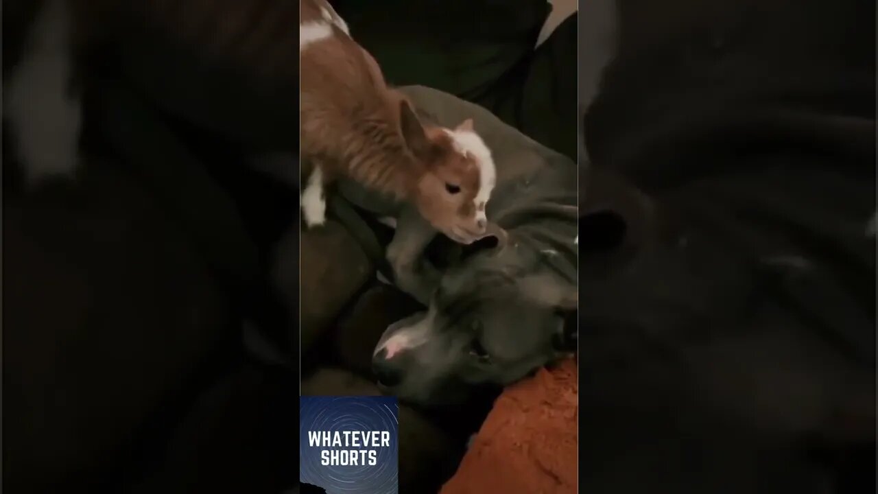 🐐🐕Kid bites on the dogs ear #shorts #animals #dog #goat #kid #cute