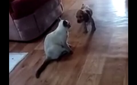 Small dog "Chocolate" plays with a cat