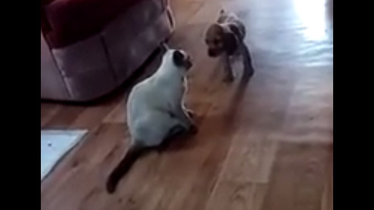 Small dog "Chocolate" plays with a cat