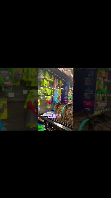 Cute kitty at petco! 🙀🥺 #shorts#cats#cute#funny