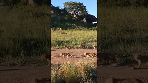 Rare Footage of Lion Cubs Taking an Afternoon Stroll!🤔#shorts #safari #travel #travelling