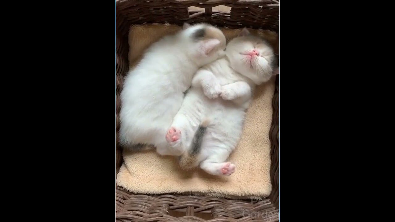 They have their own world! And their joys!