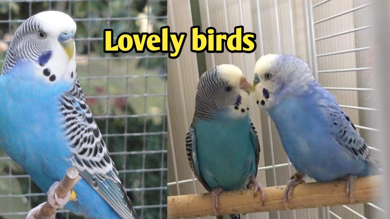 Lovely birds !!