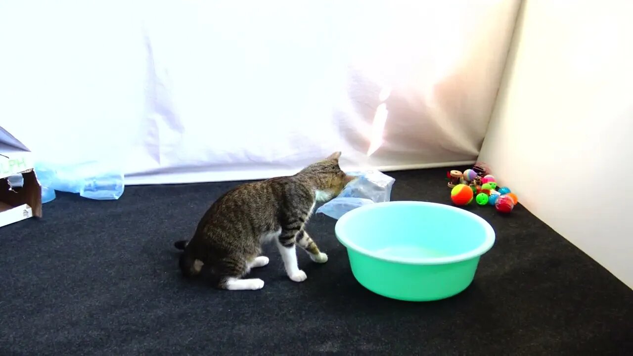 Small Cat Has Discovered that His House Has a Pool