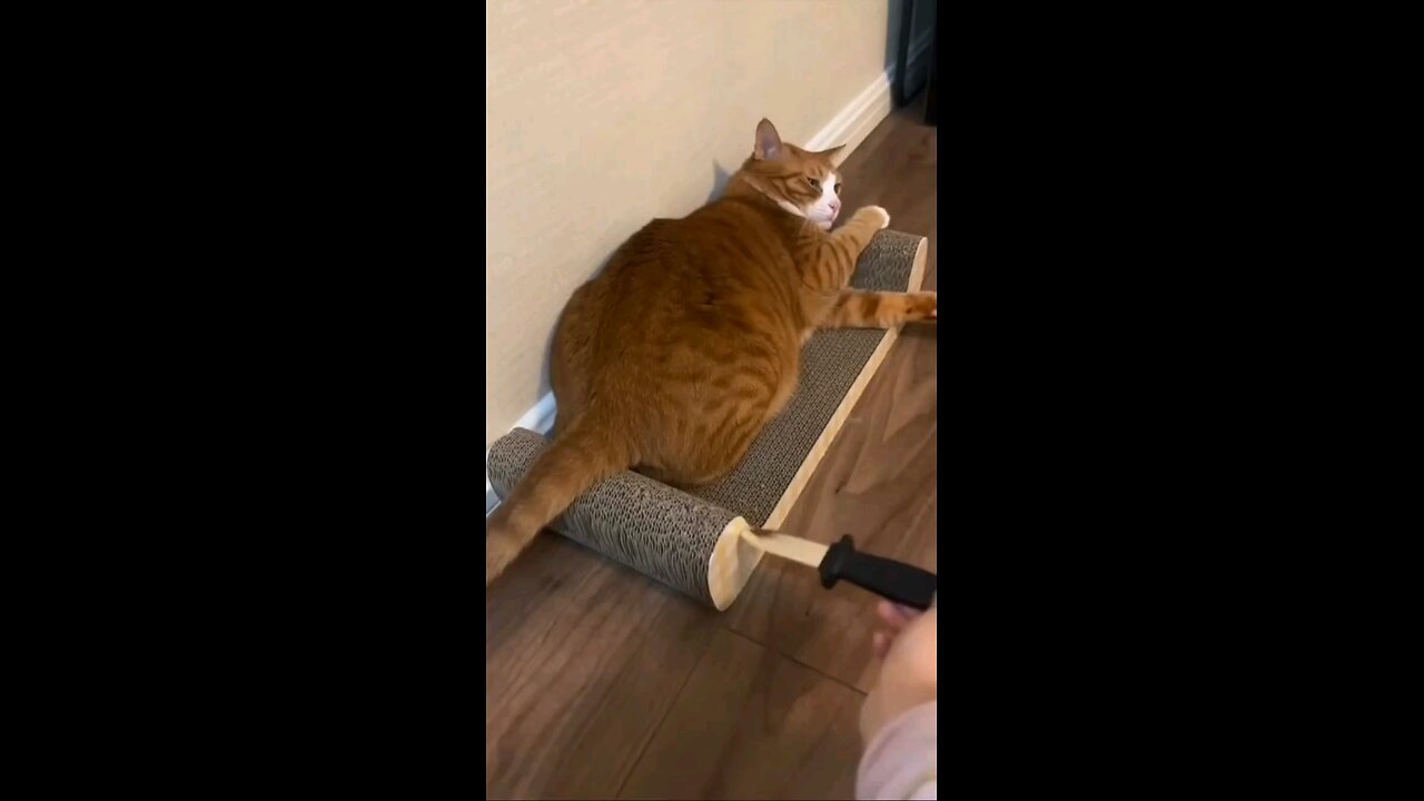 knife prank with cat soo funny