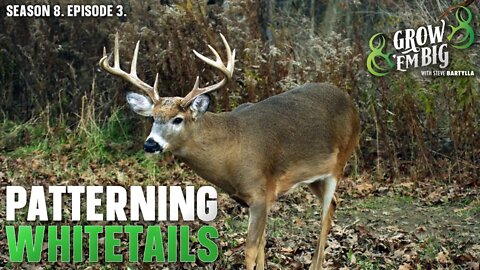 Understand Why Whitetail Patterns Change for Better Hunting Opportunities