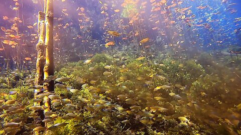 Carwash Cenote