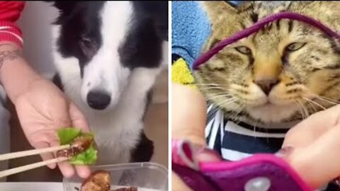 THE BEST OF SMART, CUTE AND FUNNY ANIMAL VIDEOS
