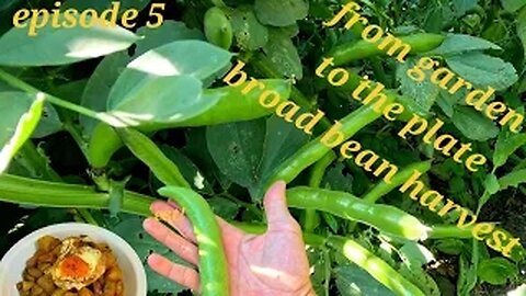 From Garden to Plate: Broad Bean Harvest & Homecooked Dinner