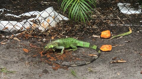 Iguanas like hot chile sauce.