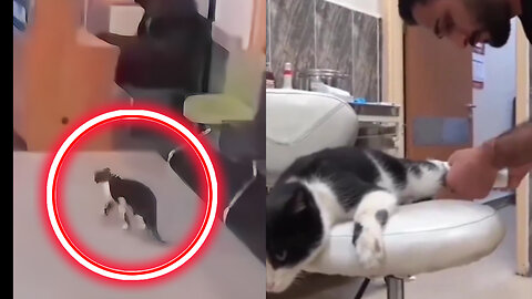 Cat goes to the hospital for it's TREATMENT🥺🥺❤️