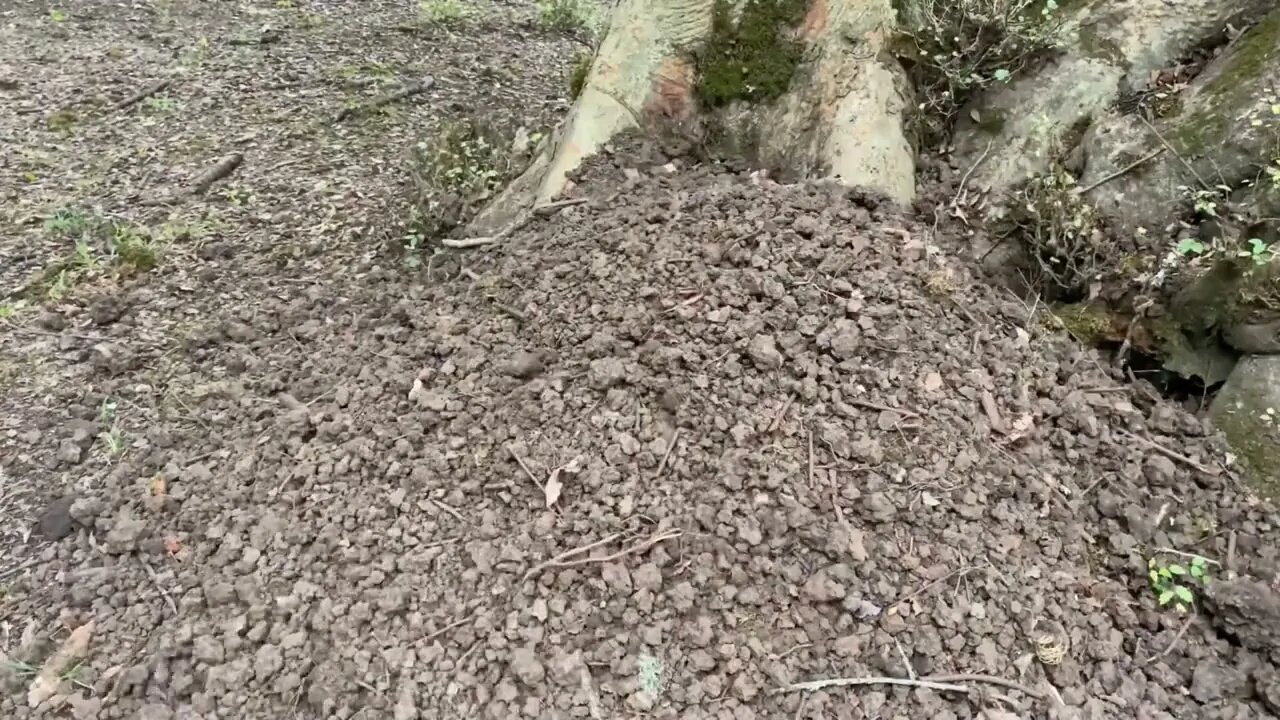 Build a warm shelter with a fireplace inside a 5,000 year old tree.6