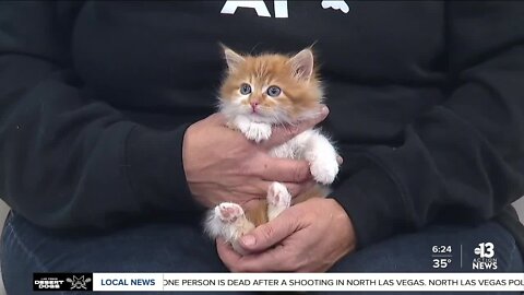 Pet of the week: Jimmy Choo