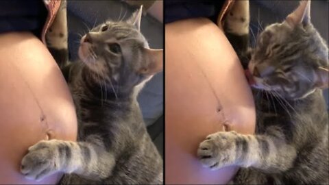 Cat Realizes Its Owner Is Pregnant