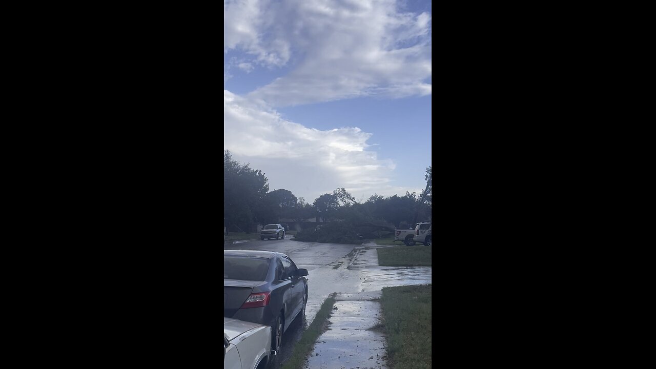 My Neighbor’s Tree Landed On Her Car From 80 MPH Winds