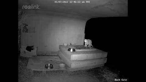 Gingy scares new black cat