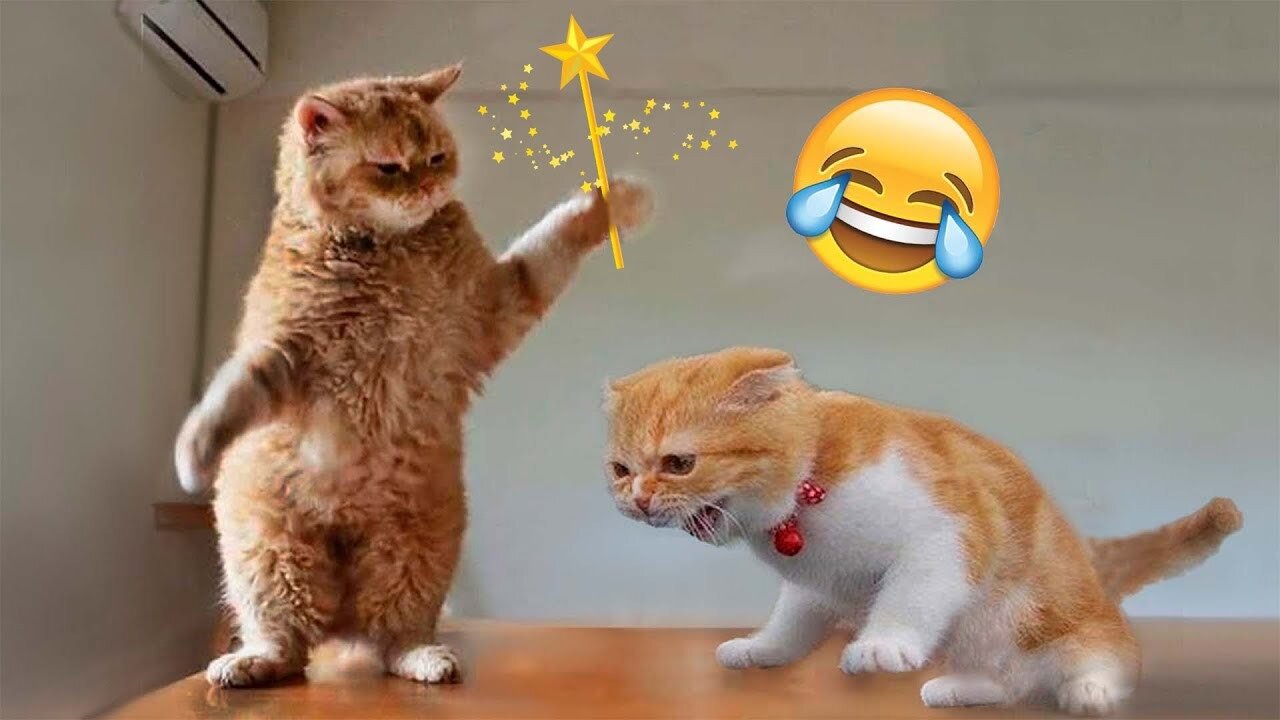 Most Funniest Animals - Best Cats😹 & Dogs🐶 Videos of 2023 Compilation! #1