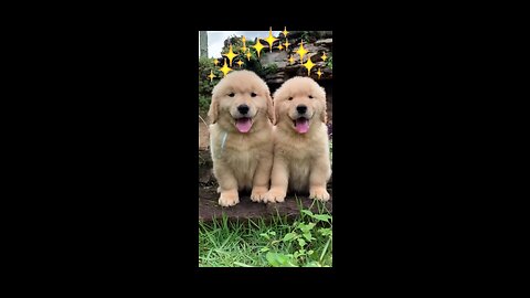 Fluffiest Golder retriever Puppies!