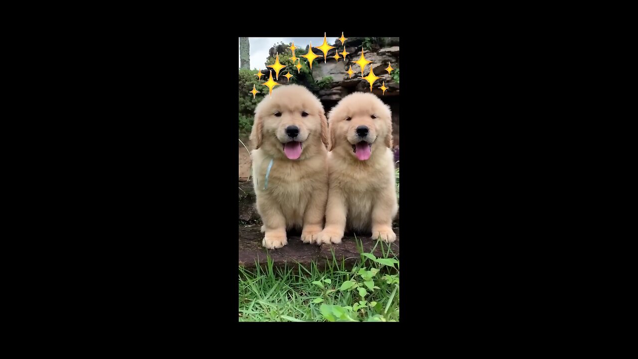 Fluffiest Golder retriever Puppies!