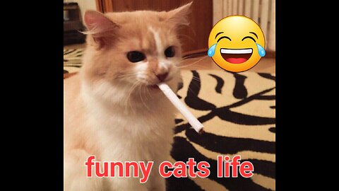 Funny cats life 🤣🤣🤣 #1