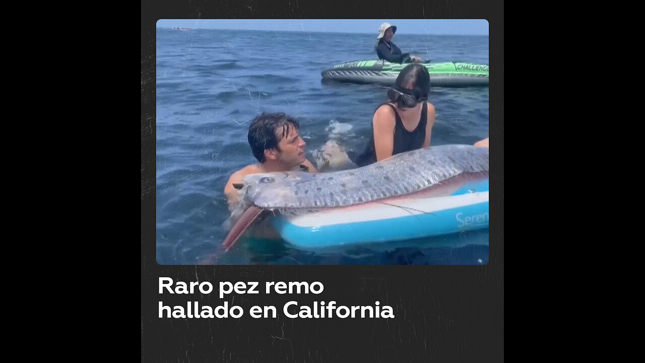 Extraño pez remo aparece en la costa de California