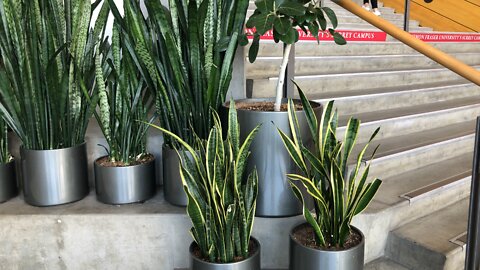 Snake plants