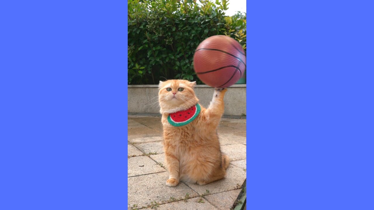 Can't Believe It Until I Saw It with My Own Eyes! 😮🐾 #UnbelievableTinyBean #AdorablePetDebut 🐱😺