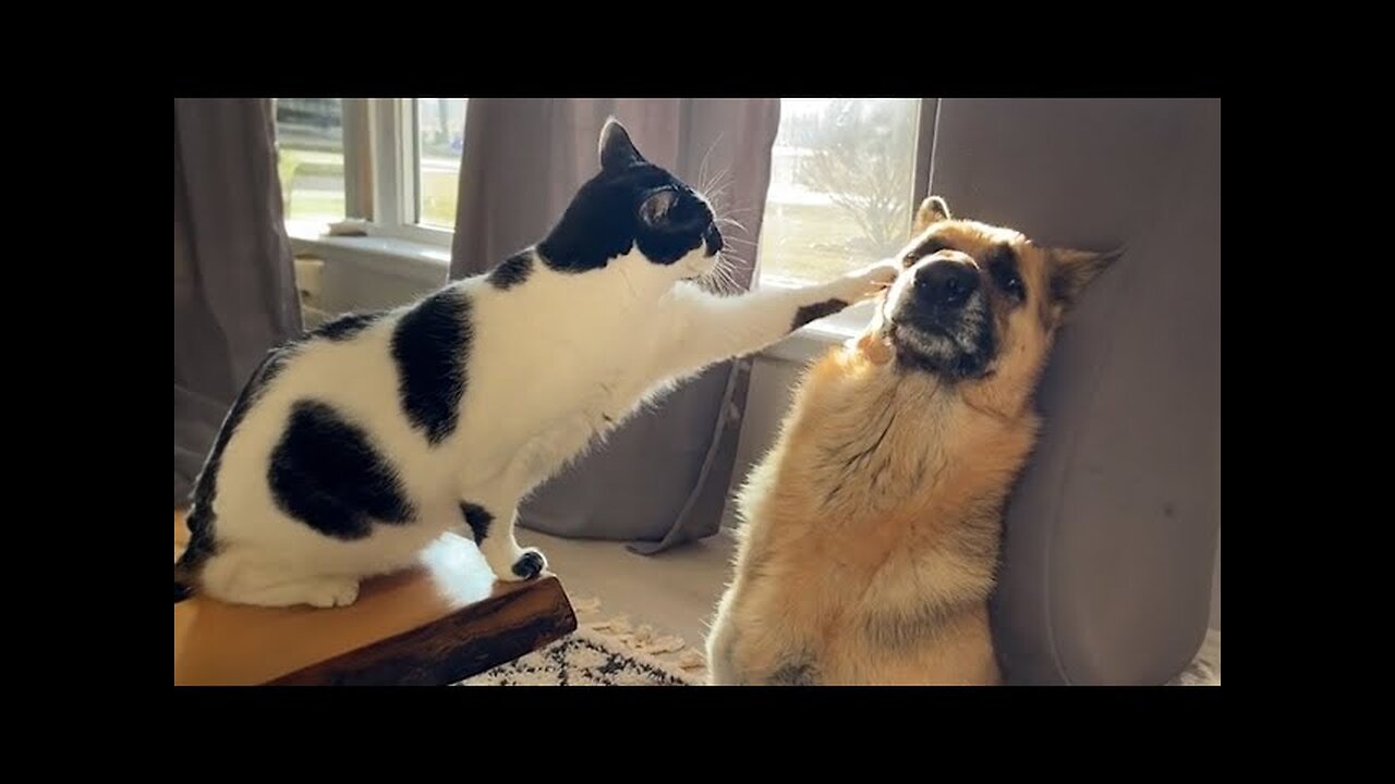 😅 Funny Dogs and Cats Videos 2024: Unbreakable Bonds and Hilarious Moments! 🐾 They're Best Friends!