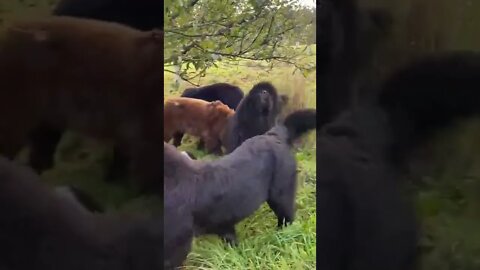 Dog's or Bear's|| #shorts