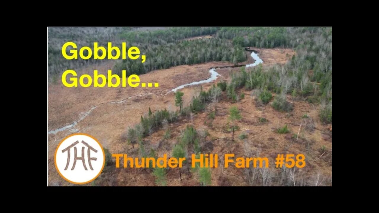 Thunder Hill Farm #58 - Gobble, Gobble...