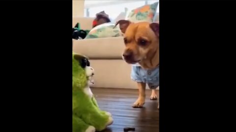 Compilation of Dogs and Cats Videos Funny Dogs and Cats