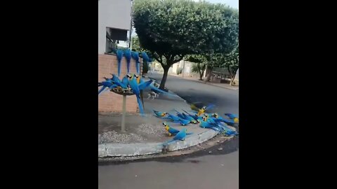 Macaws on the street in Brazil