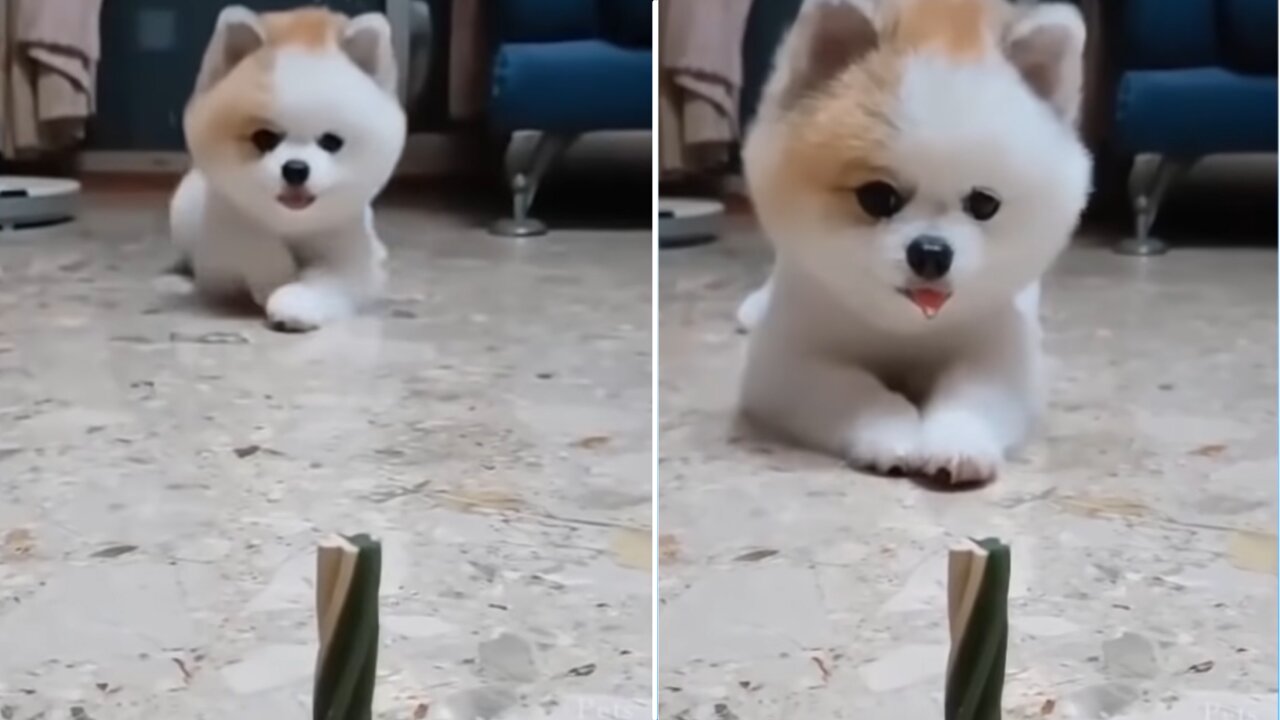 Cute Puppy Drooling for snack 😂🐶 Try not to laugh 😂