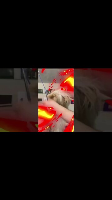 Humorous dog grooming: total makeover...#shorts #banhoetosa #shihtzupuppies