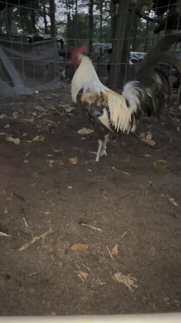Beautiful Chocolate 🍫 grey stag at Kenzie Gamefarm