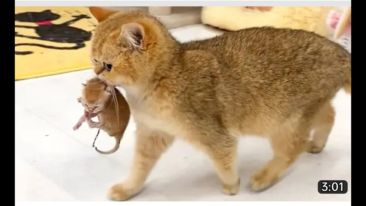 Mother cat carries a kitten in her teeth and takes care of him compilation