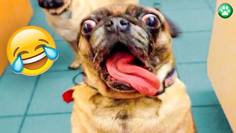 Best of Dog and Cat Funny Animal Reaction Videos