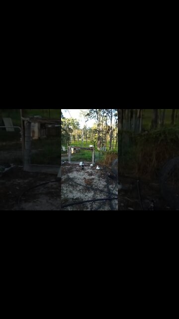 Duck on the fence and some sound effects from my Granddaughter