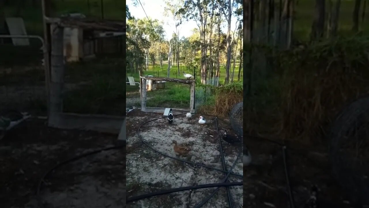 Duck on the fence and some sound effects from my Granddaughter