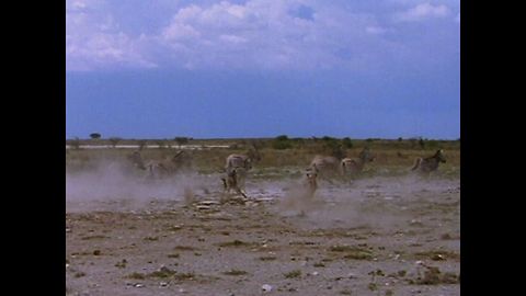 Sneaky Lion Chases Zebras