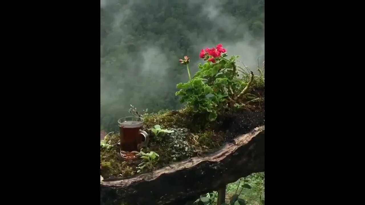 ❤️🌴🌳⛰