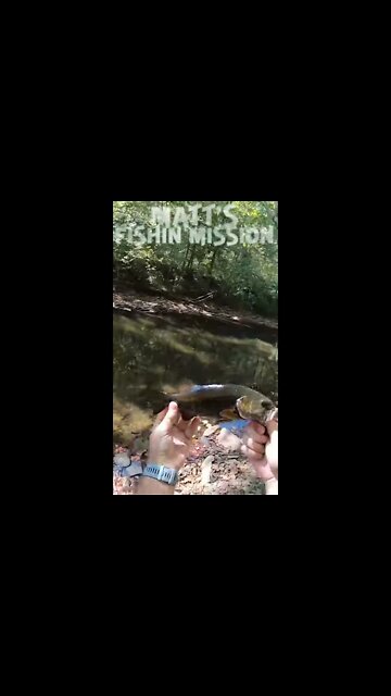 Soooo many Smallmouth! (short version)