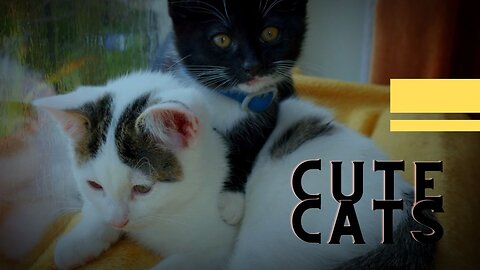 Two Cute Cats Together