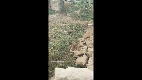 monkey🐒🐒 #funny #comedy#viral #trending #monkey #shorts #yt