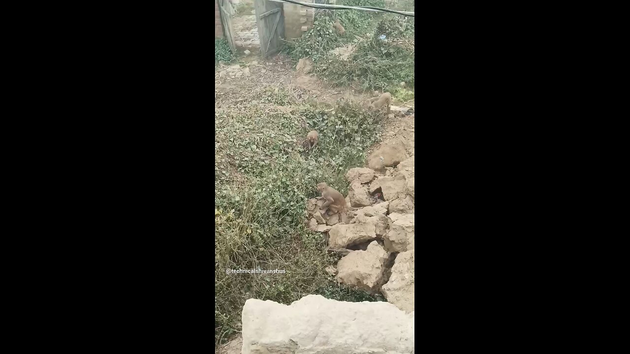 monkey🐒🐒 #funny #comedy#viral #trending #monkey #shorts #yt