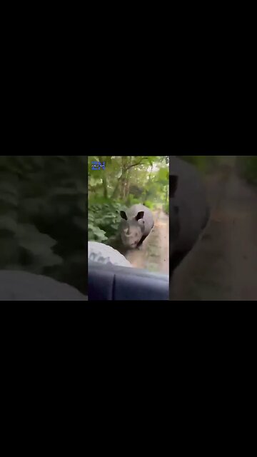 A Rhino didn't like the attention it was getting #news #animals