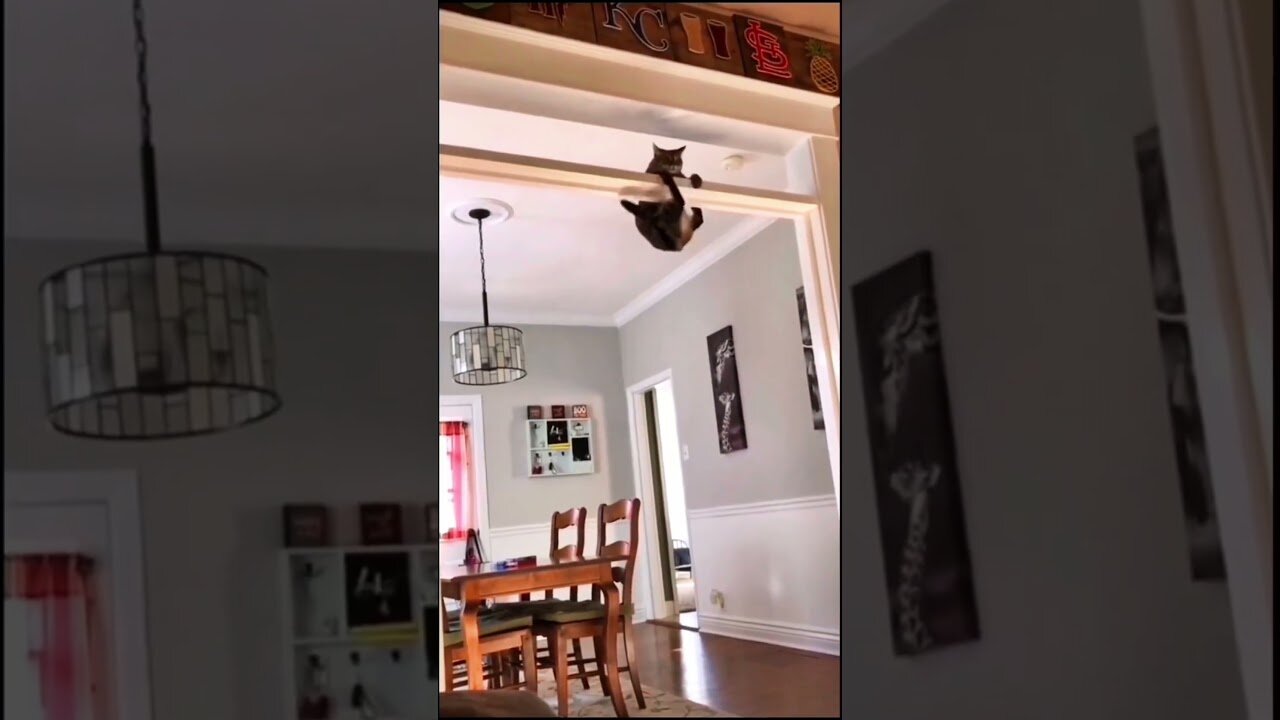 Cute cats.