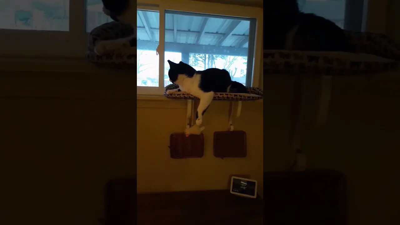 #cats #cat #viral #fyp #shorts #short #reels #reel #funny #nature #funnymoments #funnycats #kitten
